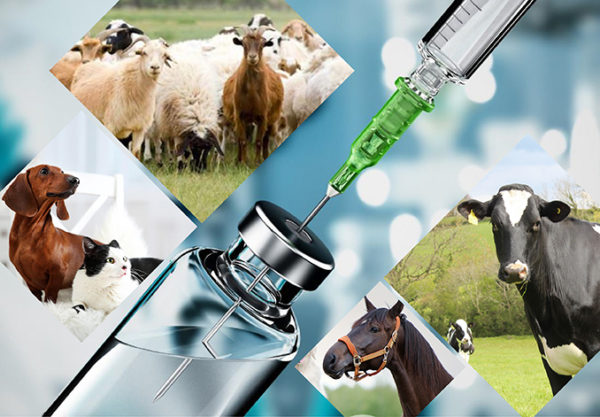 Zvyšovanie veterinárnych liekov pomocou hydroxypropylu betadex